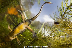 Yoga for newts ... a fun shot in my pond, the "making of"... by Claudia Weber-Gebert 